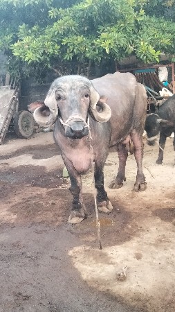 थंबनेल 2