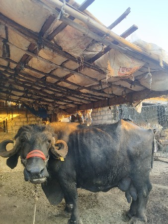 ભેંશ વેચવાની છે