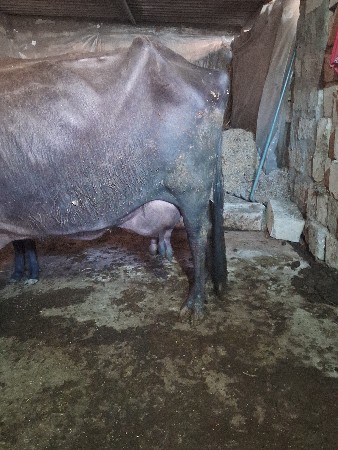 थंबनेल 3