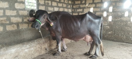 थंबनेल 5