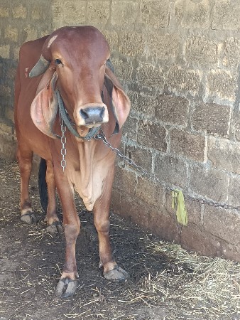 ઓરીજનલ ગિર હોડકી