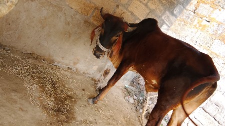 2  દાતે છે