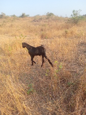 બોકડોવેશવાનોછે