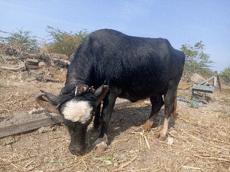 थंबनेल 3