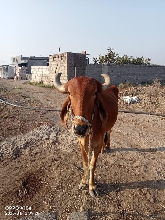 બળધ વેચવાના છે