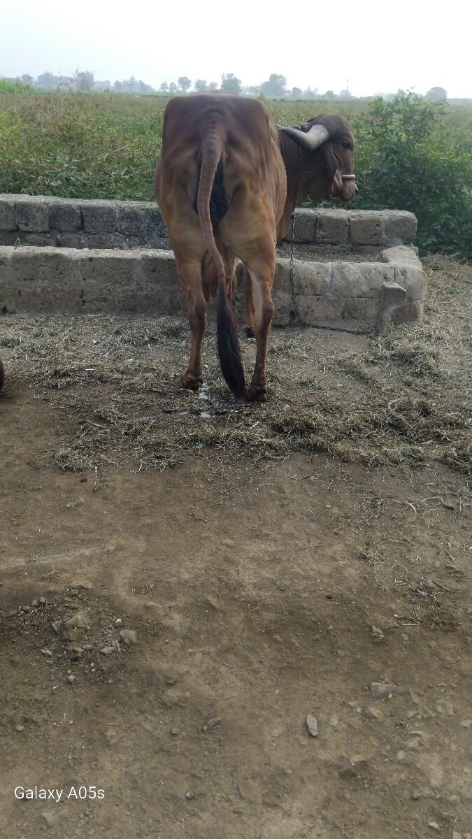 थंबनेल 2