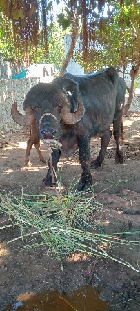 પાડો pado વેચવાનો છે