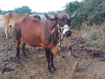 थंबनेल 3