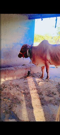 ગાય વેચવાની છે
