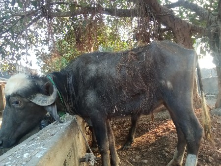 આ   

 આખડેલું વેચવાનું છે