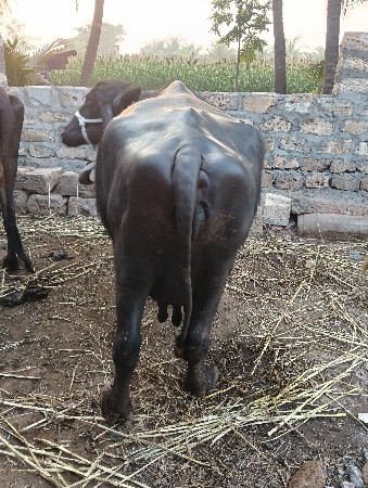 ભેસ વેસવા ની છે