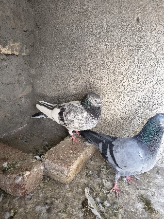 थंबनेल 2