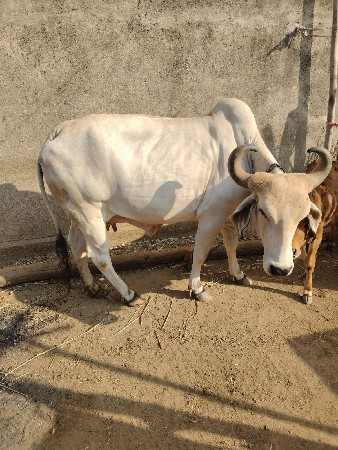 थंबनेल 2