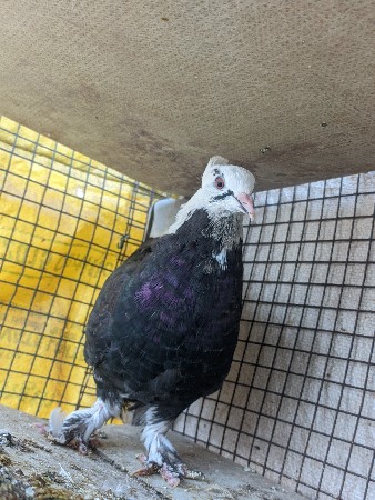 550 માં જોડી દેવાની છે