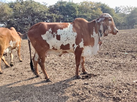 થંબનેલ 3