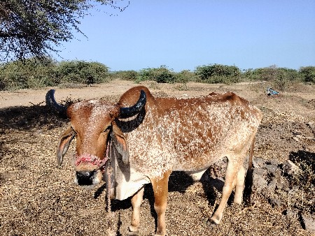 જામખંભાળિયા 8530869786