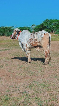 થંબનેલ 2