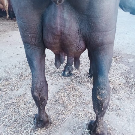 થંબનેલ 2