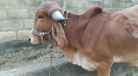 ઓરિજનલ ગીર ઓડકી આપવાની સે.