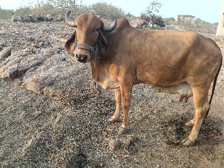 ગાય વેચવાની છે ત્રીજુ વેતર