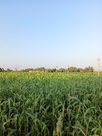 લીલી જુવાર નો સારો વેસવાનો સે 3