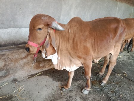 ગીર વાંસડી વેચવાની છે