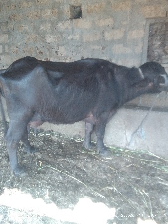 ભેંસ વેચવાની છે વેતર ત્રીજૂ