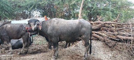 પાડો વેચવાનો છે