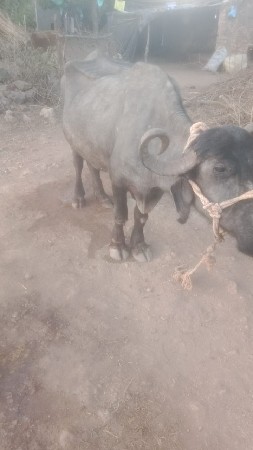 ભેંસ વેચવાની