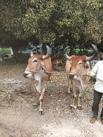 બળદ વેચવાના છે