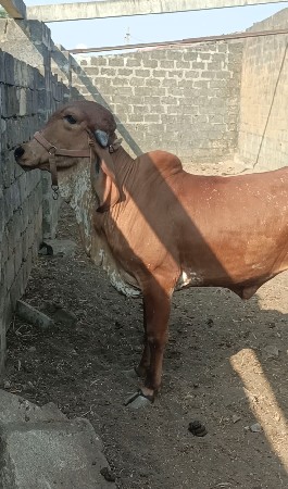 gir vodki vechavani che