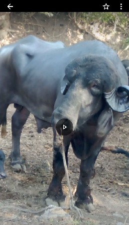 પાડો વેચવાનો છે