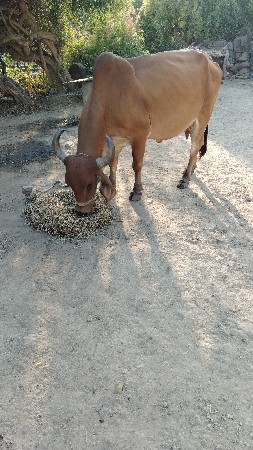 ગાય વેસવાની છે