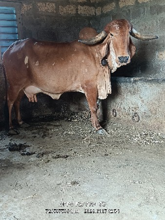 थंबनेल 4