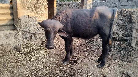 थंबनेल 5