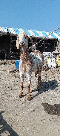 કુતિયાણા ગામ બકરી હે દસ દિવસ આપણે