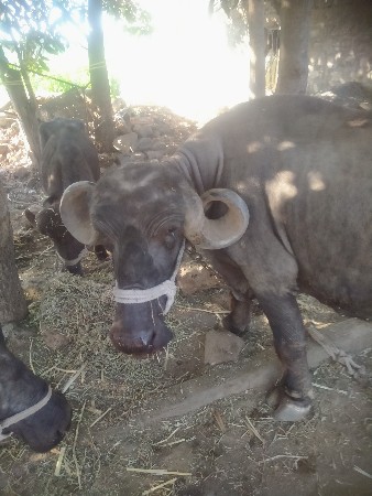 ભેંસ વેચવાની છે