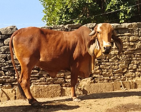 थंबनेल 2