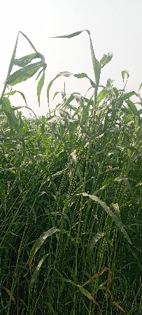 જૂવાર લીલી