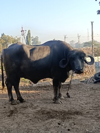 ભેંસ વેચવા ની છે
