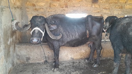 ભેંસ વેંચવાની છે.