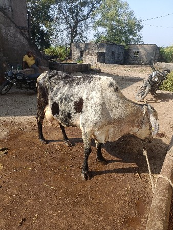 ગાય વેચવાની છે