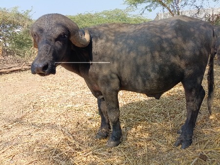 પાડો વેચવાનો છે