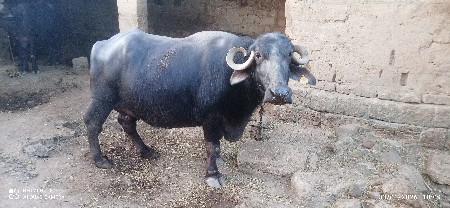 थंबनेल 2