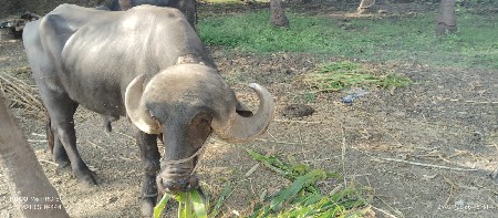 थंबनेल 3