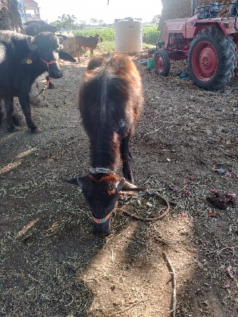 બનીભેશ ની પાડીવેચવાની છે