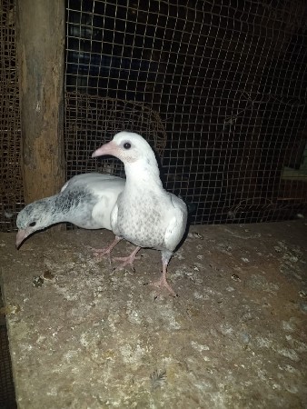 थंबनेल 2