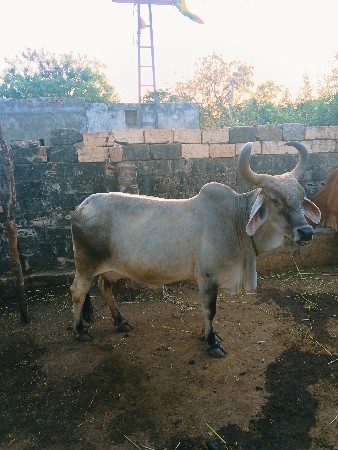 ગાય વેચવાની છે