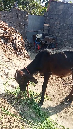 ગીર કોંગ્રેસ ની વાસડી