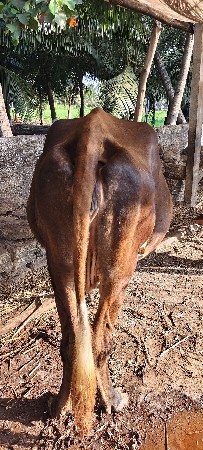 જર્સી ગાય વેચવાની છે